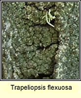 Trapeliopsis flexuosa