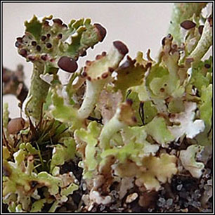 Cladonia cervicornis ssp cervicornis