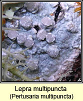 Pertusaria multipuncta