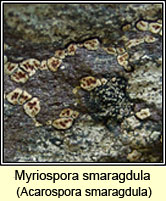 Acarospora smaragdula