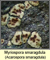 Myriospora smaragdula, Acarospora smaragdula