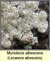 Myriolecis albescens, Lecanora albescens