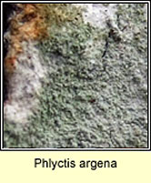 Phlyctis argena