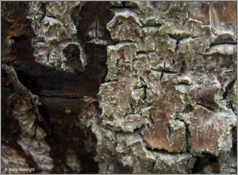 Blarneya hibernica