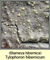 Blarneya hibernica