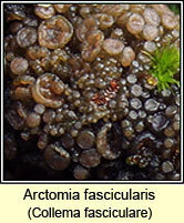 Arctomia fascicularis, Collema fasciculare
