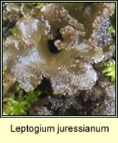 Leptogium juressianum