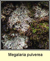 Megalaria pulverea