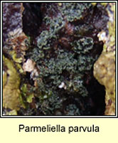 Parmeliella parvula