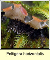Peltigera horizontalis