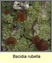 Bacidia rubella