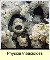 Physcia tribacioides, fertile