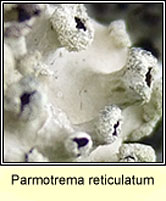 Parmotrema reticulatum, fertile