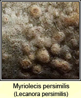 Myriolecis persimilis, Lecanora persimilis