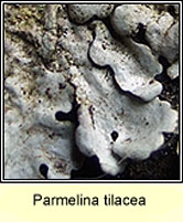 Parmelina tilacea