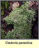 Cladonia parasitica