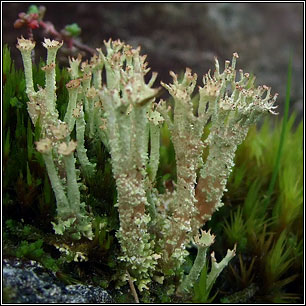 Cladonia