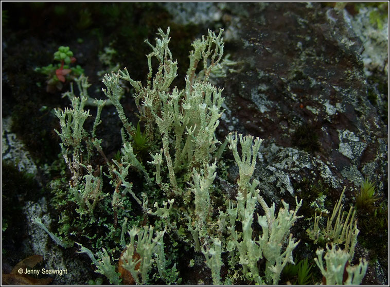 Cladonia