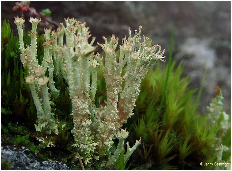 Cladonia