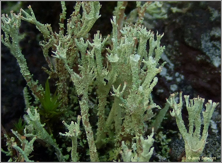 Cladonia