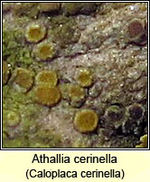 Caloplaca cerinella