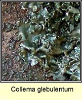 Collema glebulentum