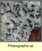 Phaeographis sp