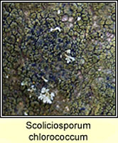 Scoliciosporum chlorococcum