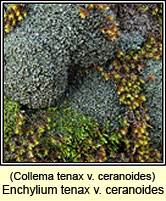 Enchylium tenax var ceranoides, Collema tenax var ceranoides