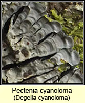 Pectenia cyanoloma, Degelia cyanoloma