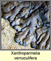 Xanthoparmelia verruculifera