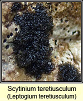 Scytinium teretiusculum, Leptogium teretiusculum
