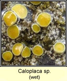 Caloplaca