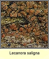 Lecanora saligna