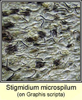 Stigmidium microspilum