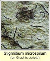 Stigmidium microspilum