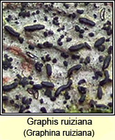 Graphina ruiziana