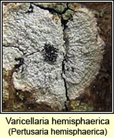 Pertusaria hemisphaerica