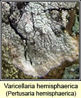 Pertusaria hemisphaerica