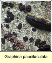 Graphina pauciloculata