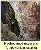 Arthopyrenia nitescens