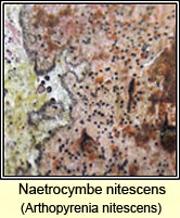 Arthopyrenia nitescens