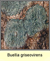 Buellia griseovirens