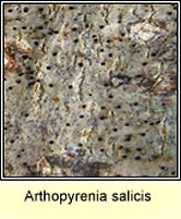 Arthopyrenia salicis