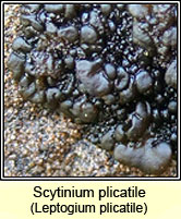 Scytinium plicatile, Leptogium plicatile