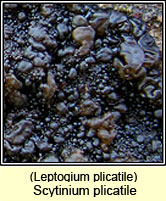 Scytinium plicatile, Leptogium plicatile