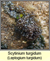 Leptogium turgidum