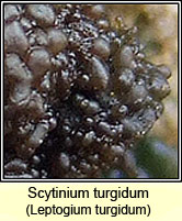 Leptogium turgidum