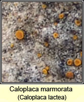 Caloplaca marmorata, Caloplaca lactea
