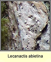 Lecanactis abietina